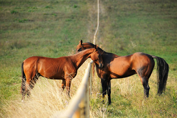 Two bay Akhal-Teke horses greeting and sniffing each other over the fence in the summer pasture....