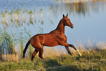Happy Akhal-Teke horse runs in gallop across waterline in the hot summer day. Horizontal,side view.