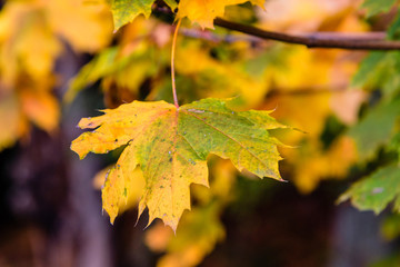 Autumn colorful leaf on a branch. (closeup)