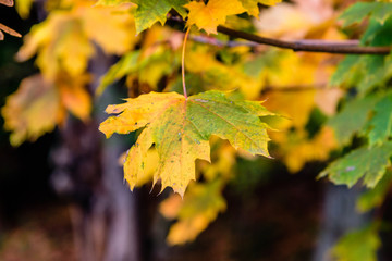 Autumn colorful leaf on a branch. (closeup)