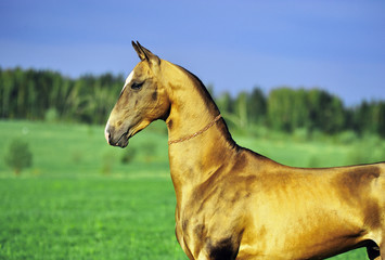 Watchful Akhal Teke horse stands in the field in summer day. Horizontal, portrait, side view.