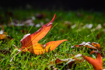 Golden leaf on the green grass.