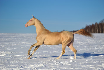 Cremello stallion gallops in the chill snowy morning across winter field. Horizontal, side view, in motion.