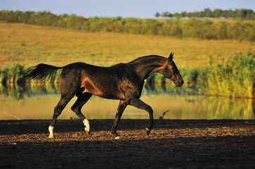 Fototapeta na wymiar Dark bay Akhal Teke horse trotting in the autumn field near water in the sunlight. Horizontal, side view, in motion.