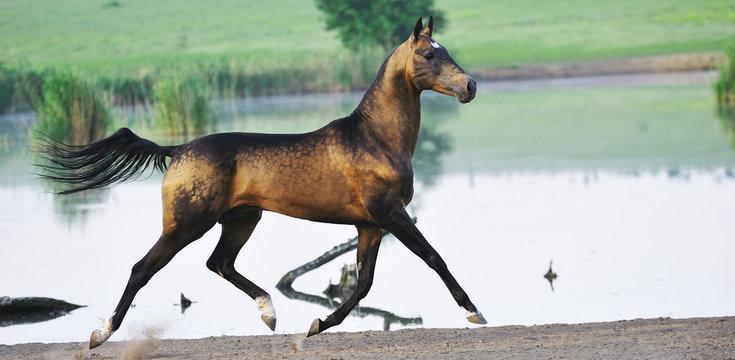 Dappled buckskin Akhal-Teke stallion runs in trot near water with all four legs in the air. Horizontal, side view, in motion.