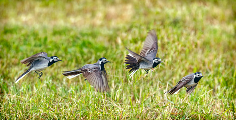 flying white wagtail in meadow in summer