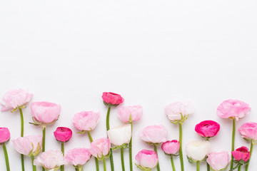 Beautiful colored ranunculus flowers on a white background.Spring greeting card.