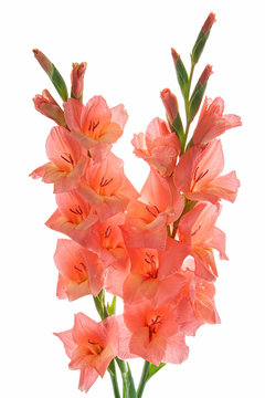 Arrangement of two salmon pink gladioluses isolated on the white background