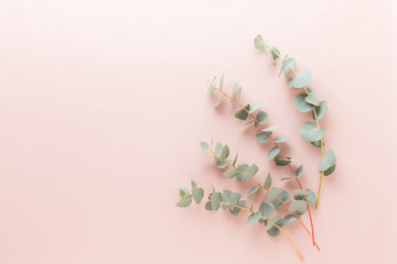 Flowers and eucaaliptus composition. Pattern made of various colorful flowers on white background. Flat lay stiil life.
