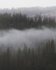 Fog Rolling Through Pine Tree Forest - Moody Photo in Portrait Orientation