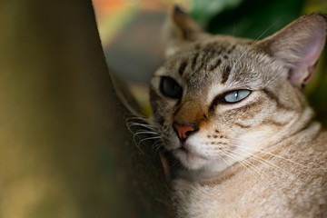 Cat looking backward with copy space