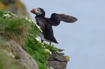 Pulcinella di mare Puffin Islanda