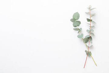 Eucalyptus composition. Pattern made of various colorful flowers on white background. Flat lay...