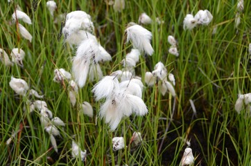 Obraz premium Fiori bianchi islandese