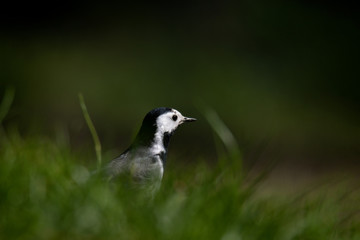 white wagtail searching for food on lawn in summer