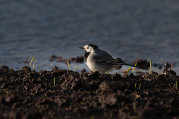 white wagtail in early spring in stockholm