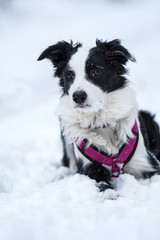 Border Collie im Winter