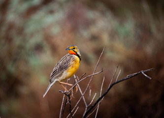 robin on a branch