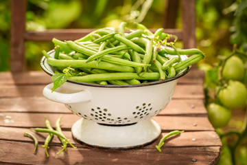 Healthy green beans in a small greenhouse