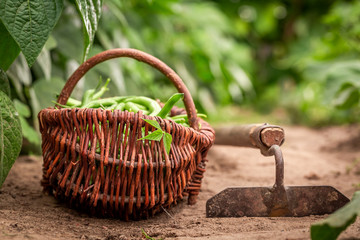 Fresh green beans in a wicker basket on countryside
