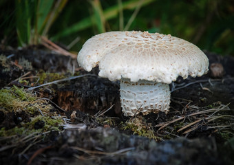 Wild mushrooms of a russian forests