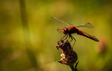 Lonly dragonfly in the wild nature