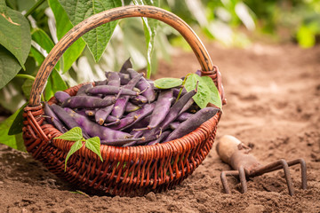 Closeup of purple beans in a wicker basket