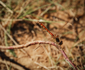 Lonly dragonfly in the wild nature