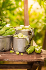 Fresh broad beans in a small greenhouse