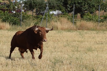 toro de lidia