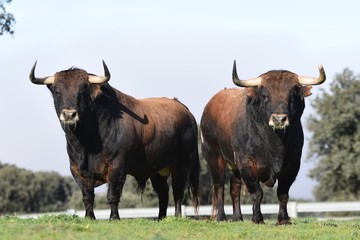 toro de lidia