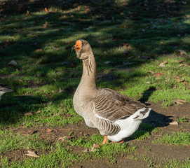 Greater White-fronted Goose at Lake Balboa park in Los Angeles, California