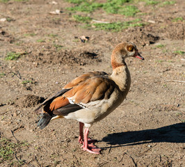 Egyptian goose at Lake Balboa in Los Angeles, California