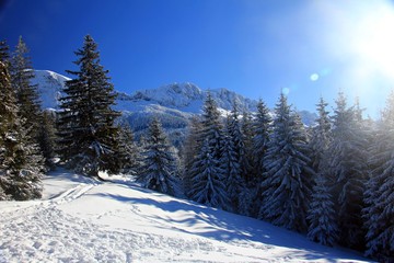 Mountains and trees in winter season. Sunny day in the mountains during winter time. 
