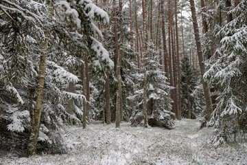 A snowy road in a coniferous forest. Duct in the forest and trees covered with fresh snow.