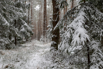 A snowy road in a coniferous forest. Duct in the forest and trees covered with fresh snow.
