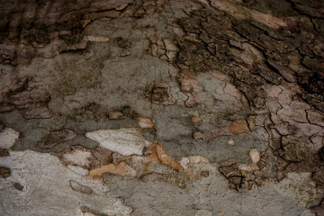 Close-up of tree bark as background