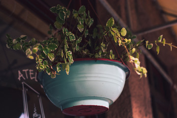 Green plant in a pot hanging - 244248885