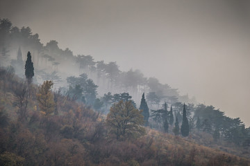 Widok mgłowa góra z drzewami - 244249033