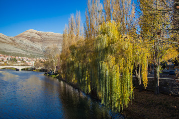 Willow trees on the bank of a river in Autumn - 244249071