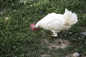 Poultry hen