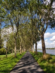 Path through the trees