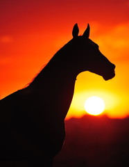 Silhouette of a horse in sunset light in the evening. Horse stands outside in the field. Vertical, portrait.