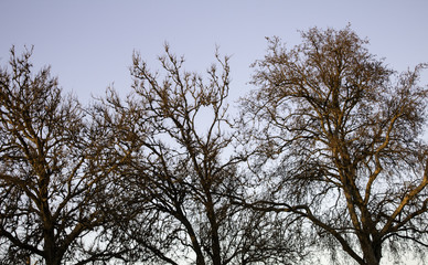Trees in forest
