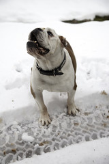 English Bulldog in snow