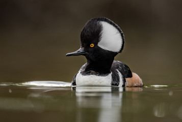 Hooded Merganser in Canada  © Harry Collins