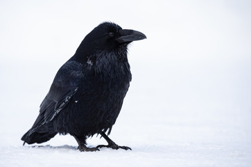 Raven in the Snow 