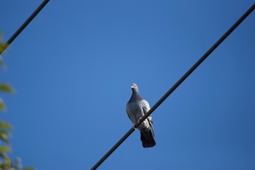 電線のハト