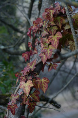 Edera comune (Hedera helix) L., 1753 