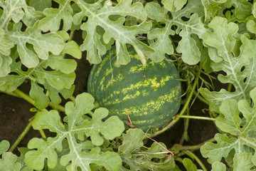 Ripe watermelon on melon field among green leaves. Watermelon growing in the garden in the village....